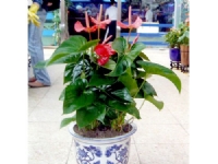 蘇州創景園藝有限公司