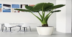 德國進口高檔蕾秀花盆經典矮胖圓型