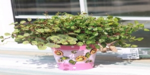 田園仿真迷你（常春藤葉）裝飾葉